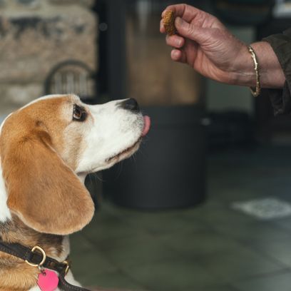 Christmas Flapjacks for Dogs - 300g Can alternative